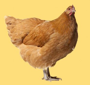 image of a chicken