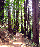 Redwood Regional Park 