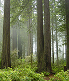 redwood forrest