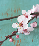 iStock_000005622586_cherry blossoms