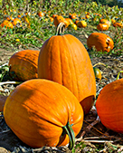 Bay Area Pumpkin Patches