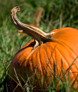 Get out to a Pumpkin Patch!