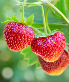 U-Pick Strawberries!