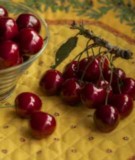 Image of U-Pick Cherries and Apricots on a yellow placemat