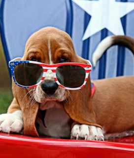 Photo of a Bassett Hound Puppy for July 4th Holiday Hours 2022