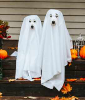 Two dogs in ghost costumese for Happy Halloweeen 2022