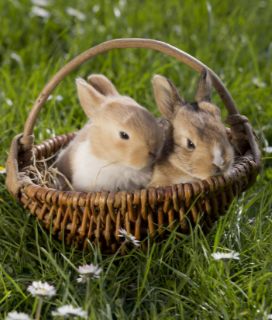 Easter Celebrations for the Kids photo of two baby rabbits in a basket