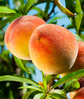photo of peaches on a branch for U-Pick Fruit and Veggies in Brentwood