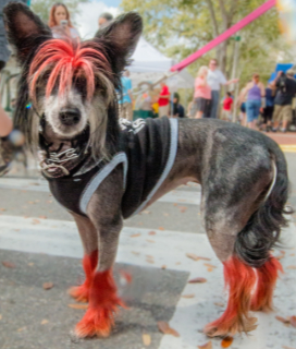 Photo of a punk pup for the 2023 Piedmont Ave Halloween Parade