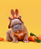 French Bulldog puppy in a bunny costume for Easter Holiday Hours 2024