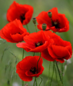 Photo of Poppies in a field for 2024 Memorial Day Holiday Hours